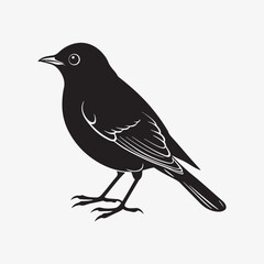 Fototapeta premium american robin silhouette black vector