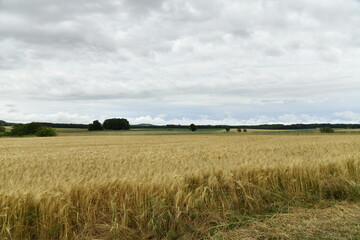 Champ de blé sous un ciel nuageux près du bourg de Champagne au Périgord Vert 