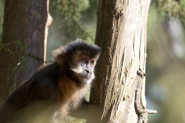 A capuchin monkey perched on a tree branch in its natural habitat. The primate is alert and curious, surrounded by lush green foliage, capturing the essence of tropical wildlife. Perfect for nature, w