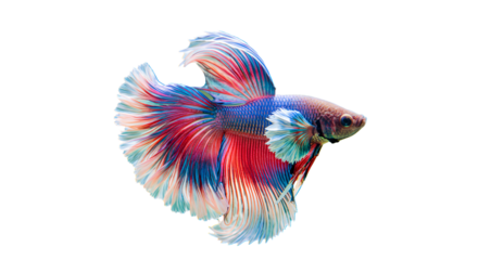Colorful Betta Fish Swimming