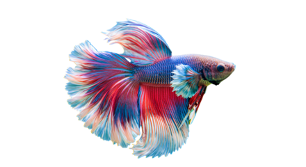 Colorful Fish with Flowing Fins on Transparent Background