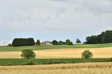 Champs de blé et d'autres cultures près d'une colline boisée sous un ciel gris près du bourg de Champagne au Périgord Vert  © Photocolorsteph