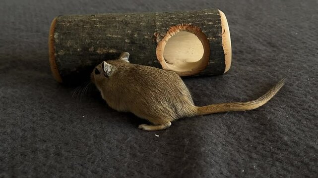 Small gerbil standing upright on two legs, gazing curiously to the right on a smooth gray surface in a clean indoor setting