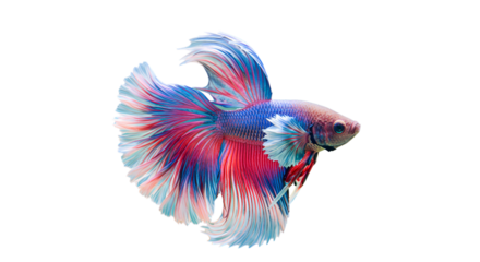 Colorful Fish with Long Fins on Transparent Background