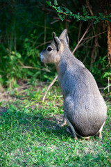 A gray and white rabbit is sitting on the grass.
