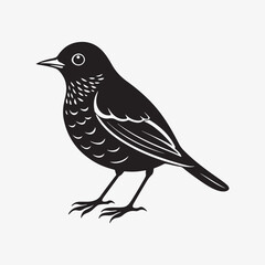 Fototapeta premium american robin silhouette black vector