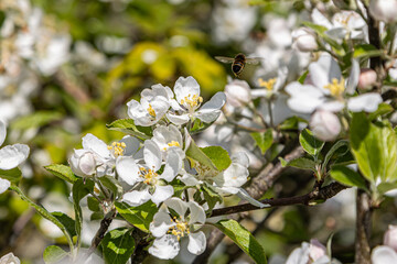 A bee flying away from a blossom tree, in the spring sunshine