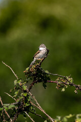 A Common Whitethroat perched on brambles in rural Sussex, on a sunny spring day