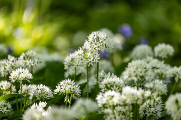 Pretty wild garlic flowers in Sussex woodland, on a sunny spring day