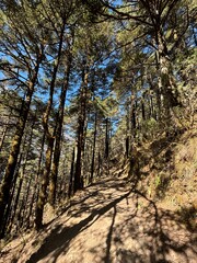 Namche Bazaar, Nepal - 15-11-2025: Mani Stone Along a Trail in Pine Forest