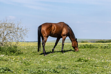 A close up of a horse grazing in a field in the South Downs, on a sunny spring day