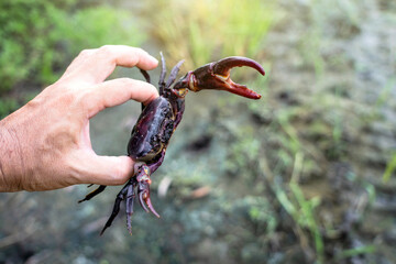 Ricefield crabs - Somanniathelphusa. Catching field crab male complete and strong in rainy season. Raw materials for cooking in countryside lifestyle of Thailand.