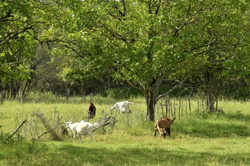 Chèvres dans l'une des pâtures verdoyantes au bourg de Champagne au Périgord Vert 