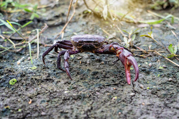 Ricefield crabs - Somanniathelphusa. Male Freshwater crab in nature walks away with its claws raised for protection on wet soil in rice fields.