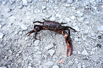 Ricefield crabs - Somanniathelphusa. Male Freshwater crab in nature walks away with its claws raised for protection on crushed stone in backyard.
