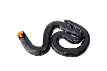 Red-tailed Jodi’s Pipe Snake or Two-headed Snakes - Cylindrophis jodiae not dangerous but there is defensive behavior by raising tail to intimidate enemy isolated on white background.