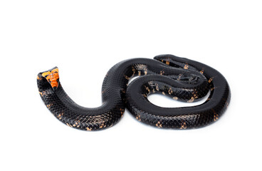 Red-tailed Jodi’s Pipe Snake or Two-headed Snakes - Cylindrophis jodiae not dangerous but there is defensive behavior by raising tail to intimidate enemy isolated on white background.