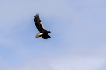 北海道　大鷲　オジロワシ　オオオワシ　鳥　動物　冬