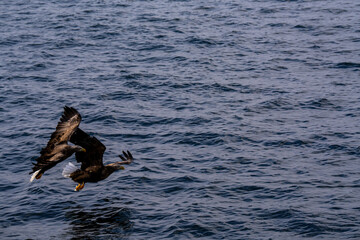 Fototapeta premium 北海道 大鷲 オジロワシ オオオワシ 鳥 動物 冬