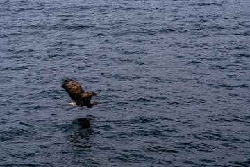 Fototapeta premium 北海道 大鷲 オジロワシ オオオワシ 鳥 動物 冬