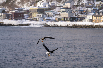 北海道　大鷲　オジロワシ　オオオワシ　鳥　動物　冬