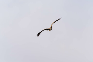 北海道　大鷲　オジロワシ　オオオワシ　鳥　動物　冬