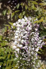 Closeup of Japanese wisteria blooms against a stone wall, Derbyshire England
