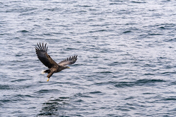 Naklejka premium 北海道 大鷲 オジロワシ オオオワシ 鳥 動物 冬