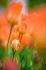Orange tulips in garden