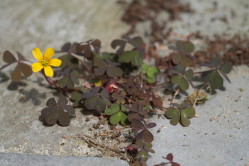 Closeup on a yellow flower of the creeping woodsorrel, procumbent yellow sorrel, Oxalis corniculata