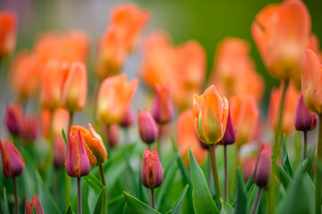 red and yellow tulips
