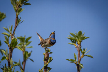 On a sunny spring day, a male adult bluethroat sits on top of a bush with small leaves and sings...