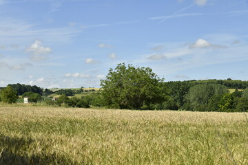 L'arbre isolé au milieu d'un champ de blé près du bourg de Champagne au Périgord Vert  © Photocolorsteph