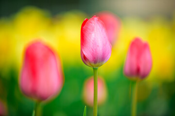 red and yellow tulips