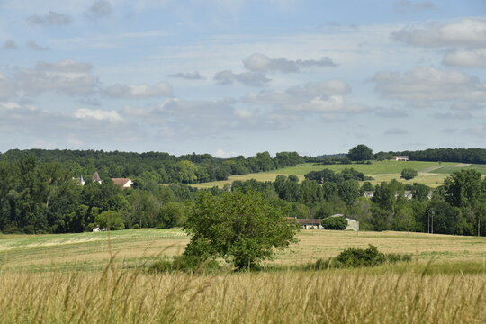 L'arbre isolé au milieu d'un champ de blé près du bourg de Champagne au Périgord Vert - Powered by Adobe