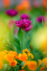 Purple flower in the garden