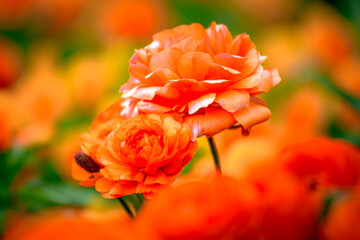 red and yellow flowers