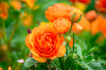 orange roses in garden