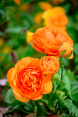 orange roses in garden