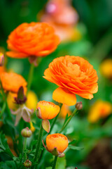 orange flower in the garden