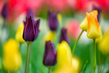 Colourful tulips