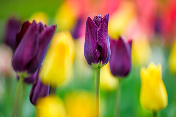 spring tulip flowers
