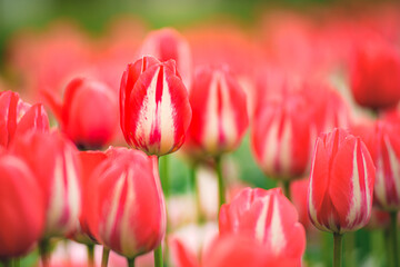 red and white tulips