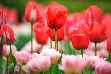 red tulips in the garden
