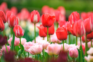 red tulips in the garden