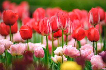 Red tulips in the garden