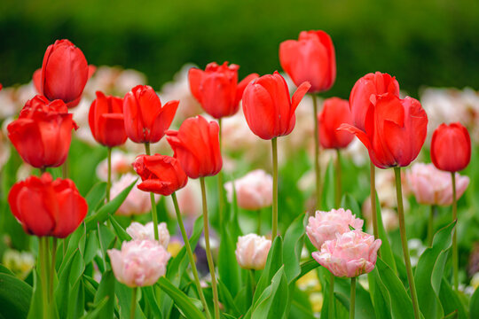 field of red tulips