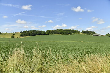 Cumulus de beau temps sur les collines et champs de maïs près du bourg de Vendoire au Périgord Vert  © Photocolorsteph