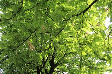 flowers in the park, white chestnut flowers on a tree, spring flowering trees