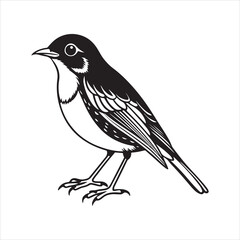 Obraz premium american robin silhouette black vector